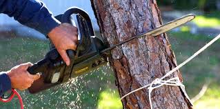 Best Lawn Pest Prevention  in Montpelier, OH