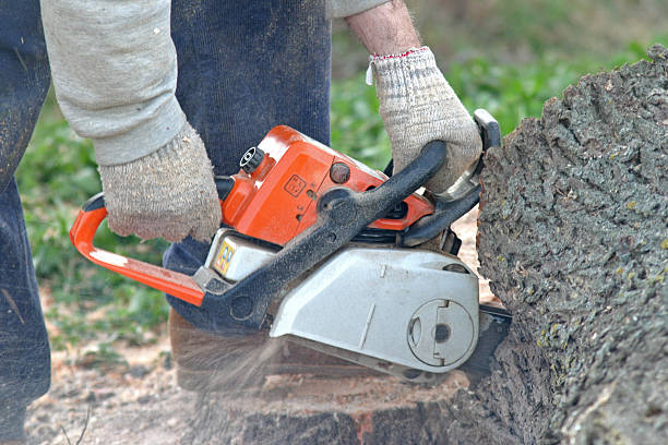 Best Tree Removal  in Montpelier, OH
