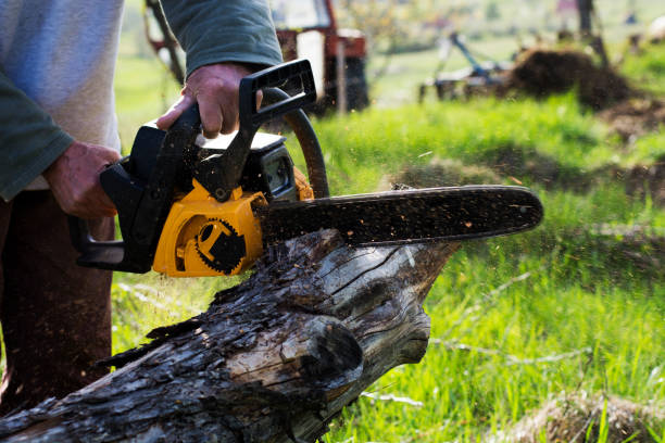 How Our Tree Care Process Works  in  Montpelier, OH